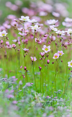 Obraz na płótnie Canvas Delicate white pink flowers of Saxifrage moss in spring garden