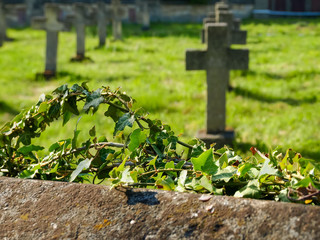 Climbing plants on stone fence of World War I Cemetery