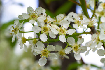 bird cherry blossom