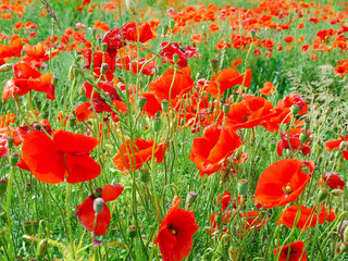 Fototapeta premium Flowering wild growing poppies on the field