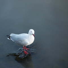 White gull in the lake