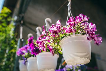 Purple petunias in a flower pots for sale on the street