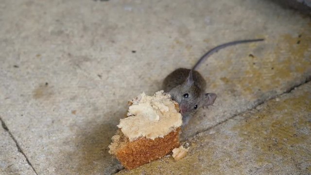 House mouse feeding on discarded cake in urban house garden.
