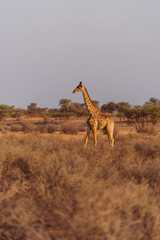 Giraffen in freier Wildbahn in Namibia, Afrika