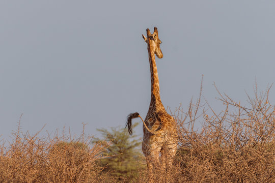 Giraffe wedelt mit Schwanz in freier Wildbahn in Namibia, Afrika