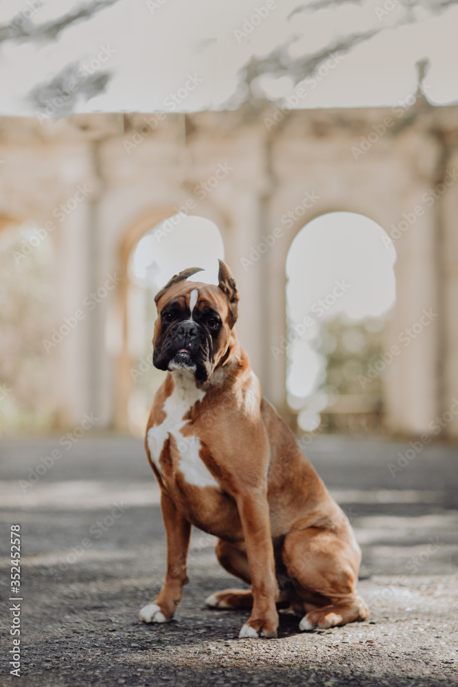 Wall mural one one german tiger boxer dog standing on green grass at autumn background