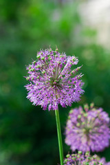 Fototapeta premium Flower, Decorative Bow (Allium), bloomed