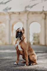 one one german tiger boxer dog standing on green grass at autumn background