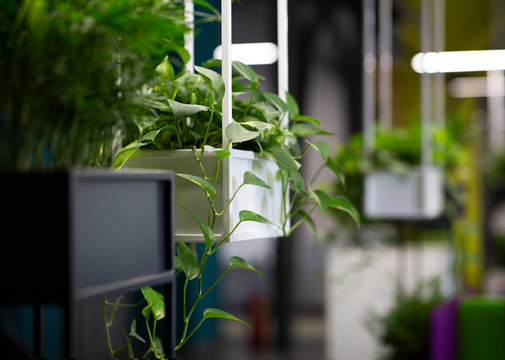 Modern potted evergreen artificial plants used in office