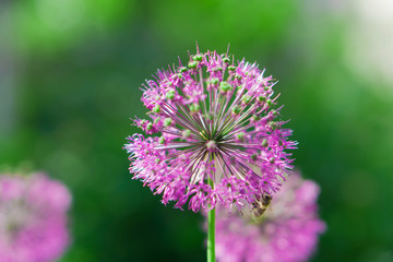 Fototapeta premium Flower, Decorative Bow (Allium), bloomed