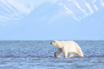 Polar bear on the beach in Spitzbergen