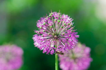 Flower, Decorative Bow (Allium), bloomed