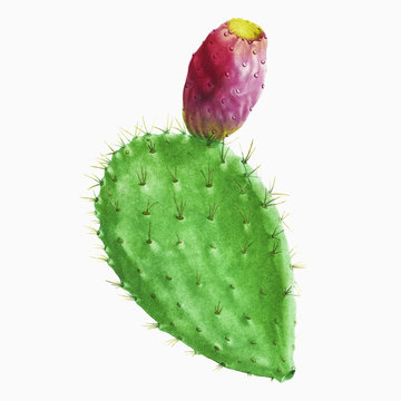 Vintage Cactus Cochenillifer vector