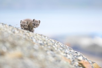Young arctic fox in Spitzbergen during arctic summer