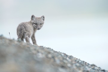 Young arctic fox in Spitzbergen during arctic summer