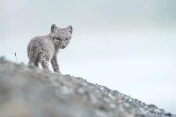 Door stickers Arctic fox Young arctic fox in Spitzbergen during arctic summer