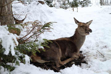 a red deer is laying near a tree