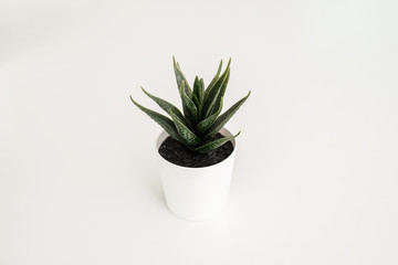 artificial tree , fake succulent tree for design and decoration of home on white table background