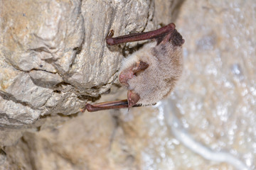 Greater horseshoe bat( Rhinolophus ferrumequinum)