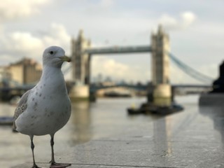 Tower Bridge Seagull