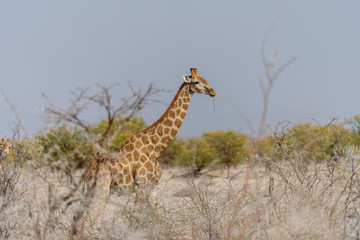 Giraffe im afrikanischen Busch
