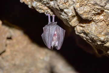 Greater horseshoe bat( Rhinolophus ferrumequinum)