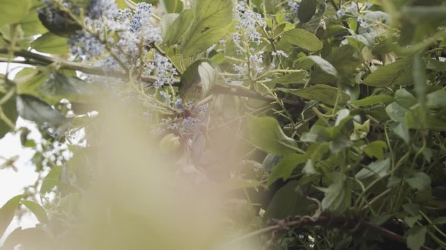 Ceanothus bloom in spring, slow camera pan