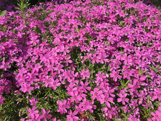lots of bright pink spring flowers