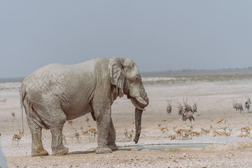 Alter Elefant bei Wasserloch in Afrika