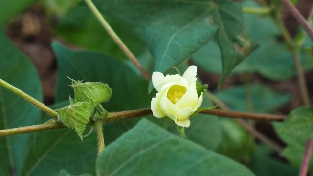 Close up of the yellow flower of the cotton plant along with its buds yet to bloom