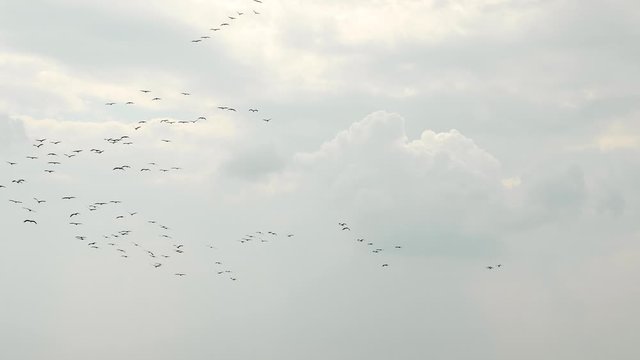 Hundreds of Common Cranes flying in the air with overcast clouds during their migration from India