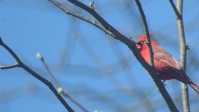 Northern Cardinal Against the Blue Sky