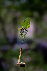 Sprouted hazelnut on a blurred green background.