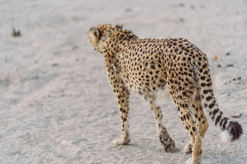 Gepard in der afrikanischen Wüste von hinten