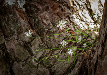 Wildflowers on a wooden background with natural light.