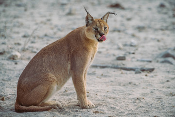 Afrikanischer Luchs schleckt sich um das Maul