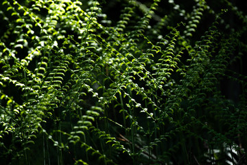 新緑　シダ
