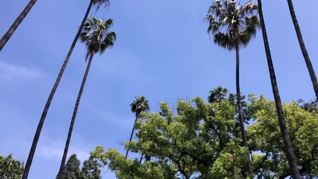 Driving through California, palm trees road Los Angeles, low angle on a clear day