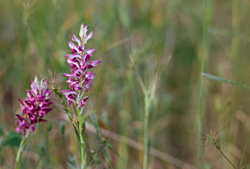 Giant Orchid, Himantoglossum robertianum, wild orchid, Cyprus