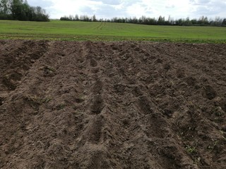 planting potatoes summer cottage village garden beds

