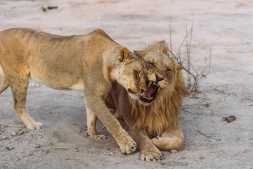 Fototapeta na wymiar Liebkosung von zwei Löwen
