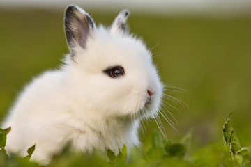 Easter greetings - Easter bunny rabbit sitting in green grass.