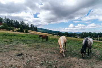 Horses in the summer pasture. Horses feeding on green grass on a beautiful summer day.