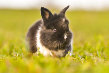 Easter greetings - Easter bunny rabbit sitting in green grass.