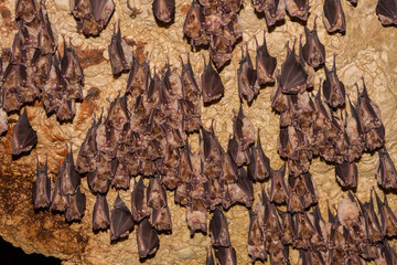 Group of Greater horseshoe bat (Rhinolophus ferrumequinum) - 352456514