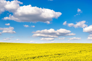 Field of beautiful springtime golden flower of rapeseed with blue sky