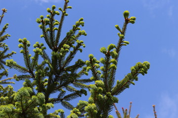 
Young fresh needles appear on spruce in spring