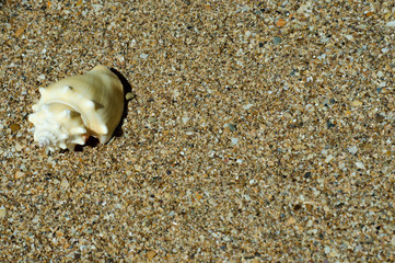 shell on the beach