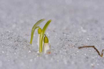 Snowdrop or common snowdrop (Galanthus nivalis) flowers