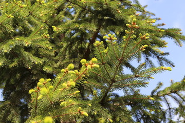 
Young fresh needles appear on spruce in spring